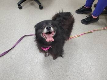 Rescue Mixed Breed Dogs for Adoption in Maumee, Ohio - Rain | PetCurious