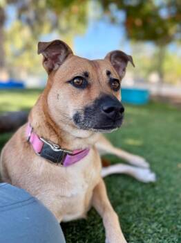 Minnie -  Terrier and Mixed Breed Dog for Adoption in Chico, California - Minnie | PetCurious