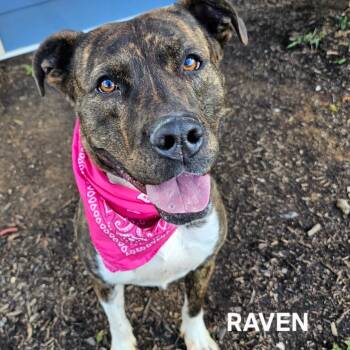 Mixed Breed Dogs Available for Adoption - Raven | PetCurious