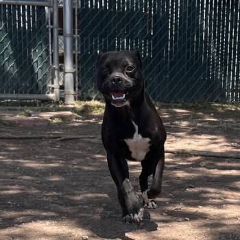 Felicia -  Boston Terrier and Mixed Breed Dog Available for Adoption in TIMBERCRK CYN, Texas - Felicia | PetCurious