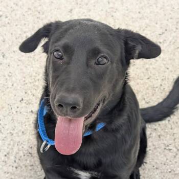 Black Labrador Retriever and Mixed Breed Dogs Available for Adoption - Firecracker | PetCurious