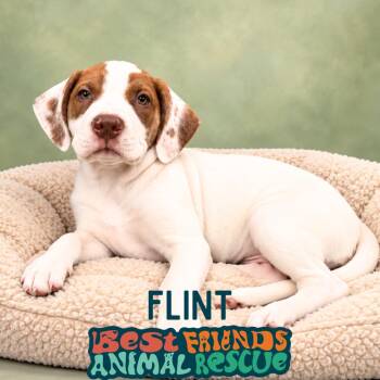 Flint -  American Bulldog and Labrador Retriever Dog for Adoption in Wasilla, Alaska - Flint | PetCurious