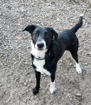 Border Collie and Australian Shepherd Dogs Available for Adoption - Finn | PetCurious