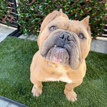 American Bulldog Dogs Available for Adoption in Los Angeles, California - Pikachu | PetCurious