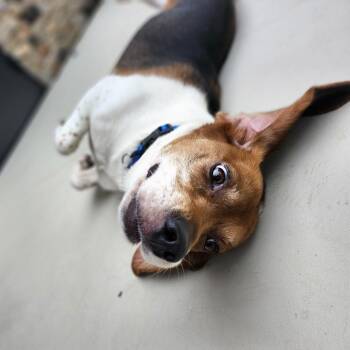 Bo 21772 -  Beagle and Mixed Breed Dog for Adoption in Cumming, Georgia - Bo 21772 | PetCurious