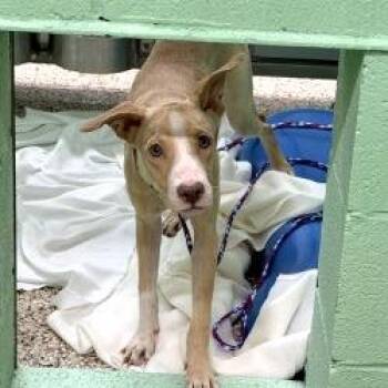 Dog (2) 09/29/2026 -  Whippet and Mixed Breed Dog for Adoption in Bullhead City, Arizona - Dog (2) 09/29/2026 | PetCurious