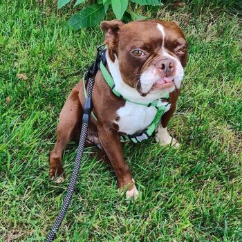 Tucker in KS -  Boston Terrier Dog for Adoption - Tucker In KS | PetCurious