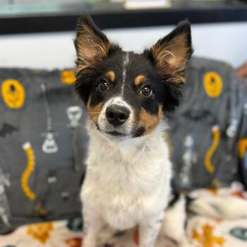 Lacey -  Australian Shepherd Dog for Adoption in Watertown, New York - Lacey | PetCurious