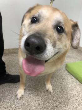 Labrador Retriever Dogs Available for Adoption in Vancouver, Washington - Frankie | PetCurious