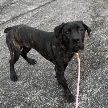 Jinx -  Cane Corso Dog for Adoption in Saint Charles, Missouri - Jinx | PetCurious