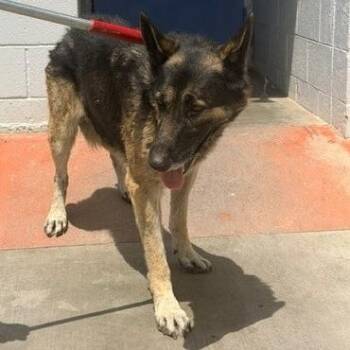 Banjo -  German Shepherd Dog Dog for Adoption in Long Beach, California - Banjo | PetCurious