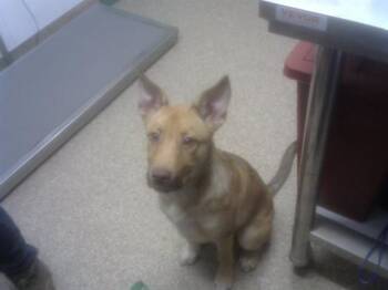 Pit Bull Terrier and German Shepherd Dog Dogs Available for Adoption in Albuquerque, New Mexico - MULCH | PetCurious