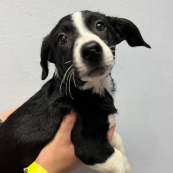 Mixed Breed and Border Collie Dogs Available for Adoption in Idaho Falls, Idaho - Dallas | PetCurious
