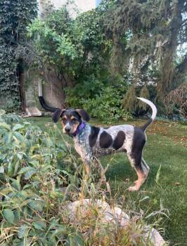 Diesel -  Hound Dog for Adoption in Parker, Colorado - Diesel | PetCurious