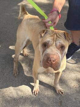 Willow -  Shar Pei Dog for Adoption in Lake Forest, California - Willow | PetCurious