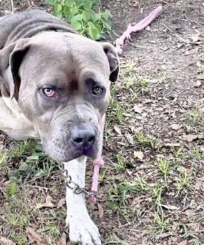 Pit Bull Terrier Dogs Available for Adoption in Houston, Texas - LLAYLA | PetCurious