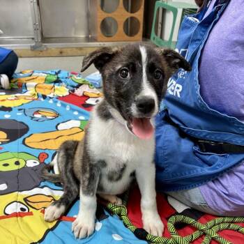 Agnes -  Great Pyrenees and Border Collie Dog for Adoption in Long Beach, California - Agnes | PetCurious