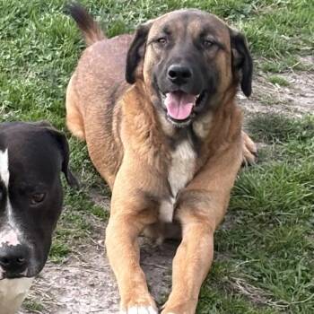 Belgian Shepherd Malinois and German Shepherd Dog Dogs Available for Adoption in Newport, Arkansas - Saint  | PetCurious