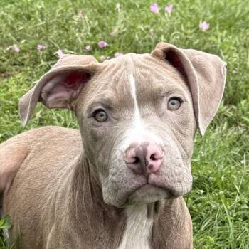 Pit Bull Terrier and Mixed Breed Dogs Available for Adoption in Brenham, Texas - Loverboy | PetCurious