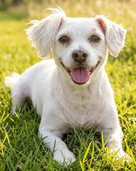 MARTA -  Pekingese Dog for Adoption in Dallas, Texas - MARTA | PetCurious