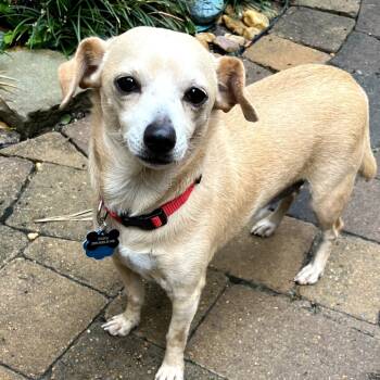 Rescue Chihuahua and Dachshund Dogs for Adoption in Helena, Alabama - Jelly Roll | PetCurious