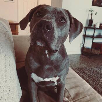 Winnie -  English Bulldog and Mastiff Dog for Adoption in West Palm Beach, Florida - Winnie | PetCurious