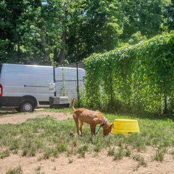 Athena -  Terrier and Mixed Breed Dog for Adoption in Pawling, New York - Athena | PetCurious