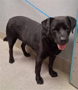 Labrador Retriever Dogs Available for Adoption in Las Vegas, Nevada - CHOP | PetCurious