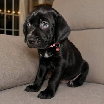 Kuromi -  Labrador Retriever and Pit Bull Terrier Dog for Adoption in Tampa, Florida - Kuromi | PetCurious