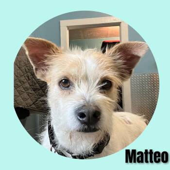 Terrier Dogs Available for Adoption in Fredericksburg, Virginia - Mateo | PetCurious