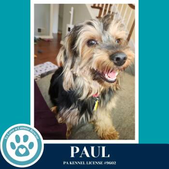 Yorkshire Terrier Dogs Available for Adoption in Kimberton, Pennsylvania - Paul 041126 | PetCurious