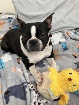 Boston Terrier Dogs Available for Adoption in Waukesha, Wisconsin - Lucy | PetCurious