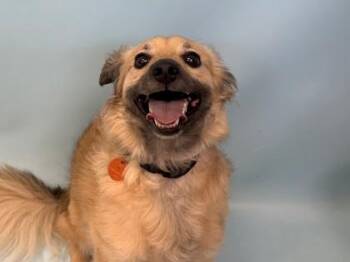 Simba -  Pomeranian and Mixed Breed Dog for Adoption in Woodbury, Minnesota - Simba | PetCurious