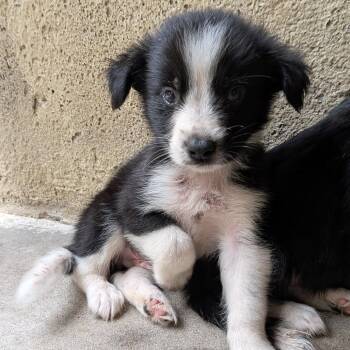 S-Seth -  Husky and Mixed Breed Dog for Adoption in Tulsa, Oklahoma - S-Seth | PetCurious