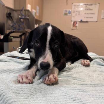 Athenas -  Mixed Breed Dog for Adoption in Englewood, Florida - Athenas | PetCurious