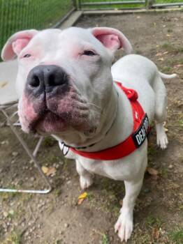 Beluga -  Pit Bull Terrier and Mixed Breed Dog for Adoption in Fall River, Massachusetts - Beluga | PetCurious