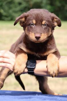 Hershey -  Mixed Breed Dog for Adoption in Columbia, Tennessee - Hershey | PetCurious