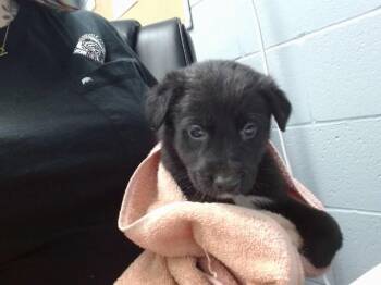 German Shepherd Dog and Mixed Breed Dogs Available for Adoption in Albuquerque, New Mexico - TWIX | PetCurious