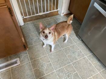 Nipsey -  Chihuahua and Corgi Dog for Adoption in Coatesville, Pennsylvania - Nipsey | PetCurious