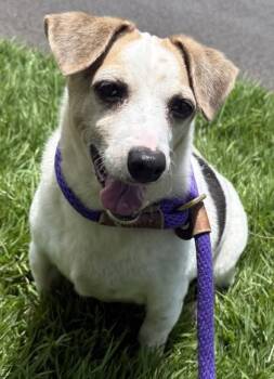 Beagle -  Parson Russell Terrier and Mixed Breed Dog for Adoption in Honolulu, Hawaii - Beagle | PetCurious