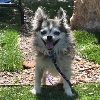 Cody -  Chihuahua Dog for Adoption in Port Richey, Florida - Cody | PetCurious
