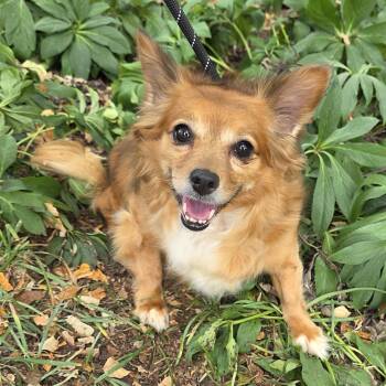 Ensley -  Mixed Breed Dog for Adoption in Greensboro, North Carolina - Ensley | PetCurious