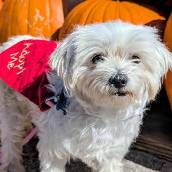 Maltese Dogs Available for Adoption - Holly (Starburst) | PetCurious
