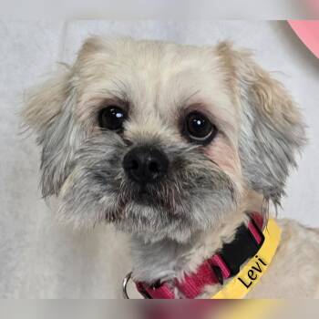 Lhasa Apso Dogs Available for Adoption - Levi | PetCurious