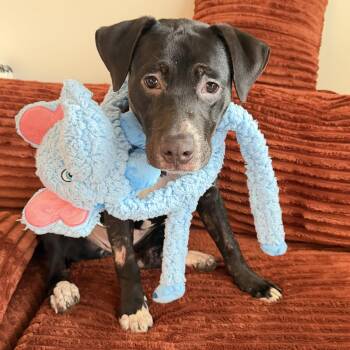 Mastiff Dogs Available for Adoption in Tallahassee, Florida - Buttercup | PetCurious