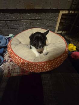 Labrador Retriever and Chiweenie Dogs Available for Adoption - Travis | PetCurious