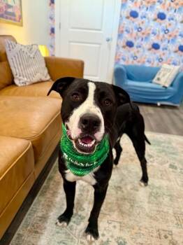 Franky Sinatra the Certified Smooch Operator -  Pit Bull Terrier and American Staffordshire Terrier Dog for Adoption in Friendswood, Texas - Franky Sinatra The Certified Smooch Operator | PetCurious