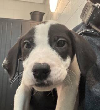 Labrador Retriever Dogs Available for Adoption - Matt | PetCurious