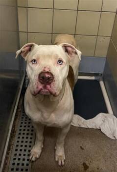 MANDO -  American Staffordshire Terrier and Mixed Breed Dog for Adoption in Houston, Texas - MANDO | PetCurious