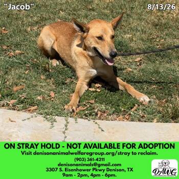 Jacob -  Mixed Breed Dog for Adoption in Denison, Texas - Jacob | PetCurious